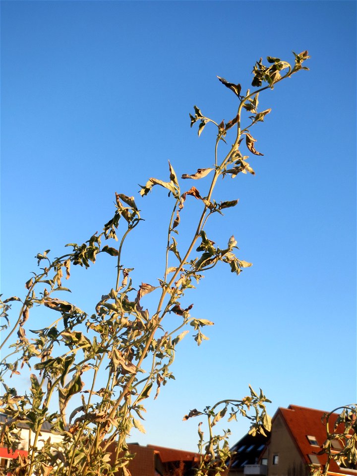 Glanz-Melde (Atriplex sagittata) - invasiv am Messplatz in Hockenheim