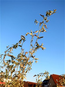 Glanz-Melde (Atriplex sagittata) - invasiv am Messplatz in Hockenheim
