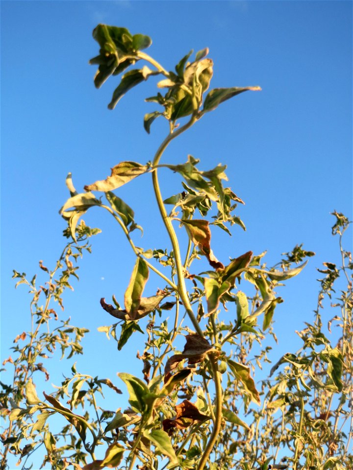 Glanz-Melde (Atriplex sagittata) - invasiv am Messplatz in Hockenheim