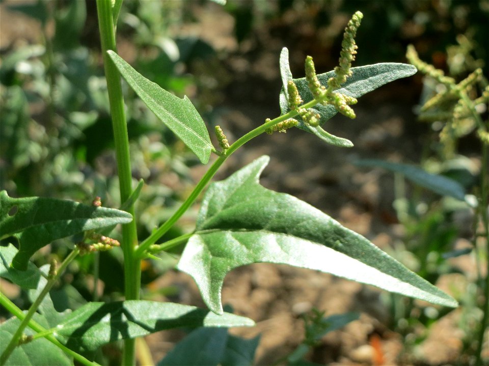 Glanz-Melde (Atriplex sagittata) -invasiv unter einer Brücke der A61 bei Hockenheim, ursprünglich aus Osteuropa