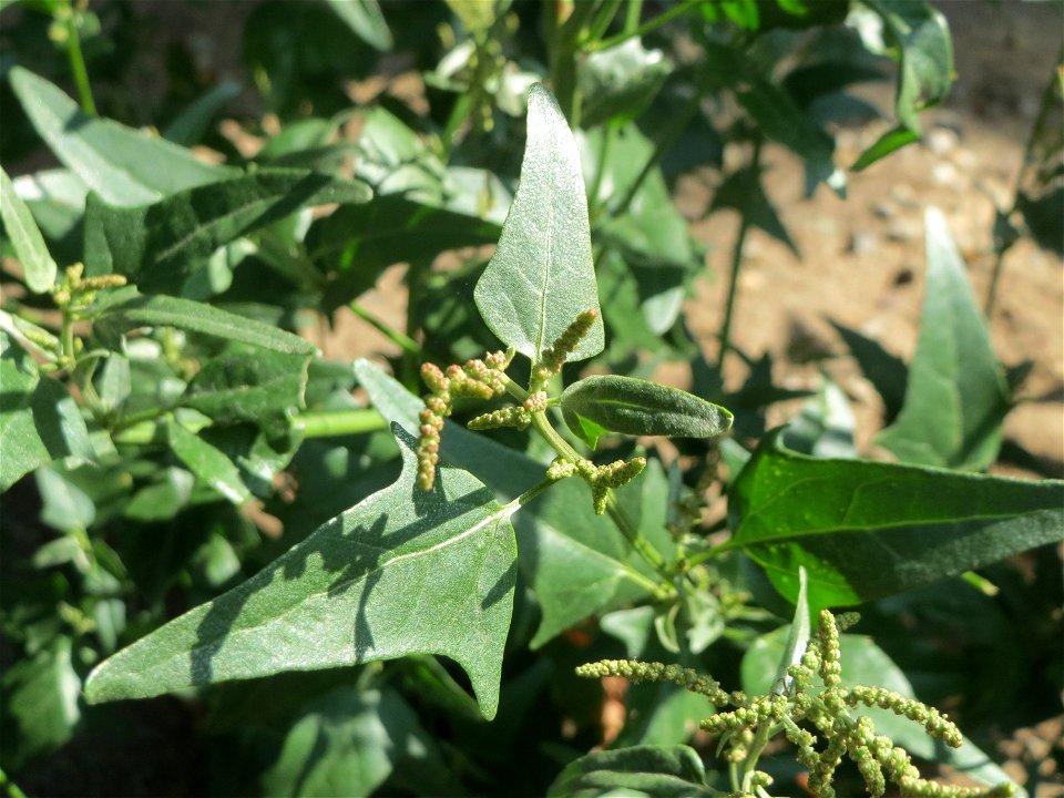 Glanz-Melde (Atriplex sagittata) -invasiv unter einer Brücke der A61 bei Hockenheim, ursprünglich aus Osteuropa