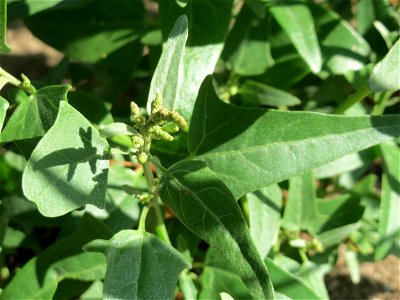 Glanz-Melde (Atriplex sagittata) -invasiv unter einer Brücke der A61 bei Hockenheim, ursprünglich aus Osteuropa