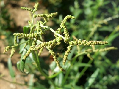 Glanz-Melde (Atriplex sagittata) -invasiv unter einer Brücke der A61 bei Hockenheim, ursprünglich aus Mittel- und Osteuropa (in Teilen Ostdeutschlands gilt sie als einheimisch)