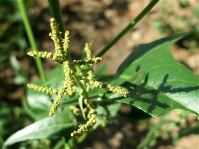 Glanz-Melde (Atriplex sagittata) -invasiv unter einer Brücke der A61 bei Hockenheim, ursprünglich aus Mittel- und Osteuropa (in Teilen Ostdeutschlands gilt sie als einheimisch)