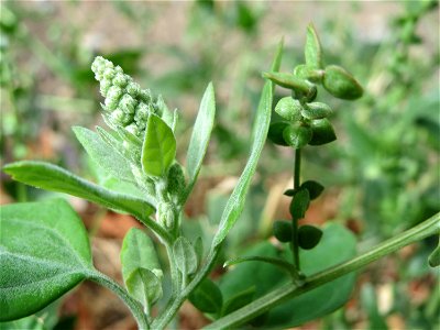 Glanz-Melde (Atriplex sagittata) - invasiv unter einer Brücke der A61 bei Hockenheim, ursprünglich aus Mittel- und Osteuropa (in Teilen Ostdeutschlands gilt sie als einheimisch)