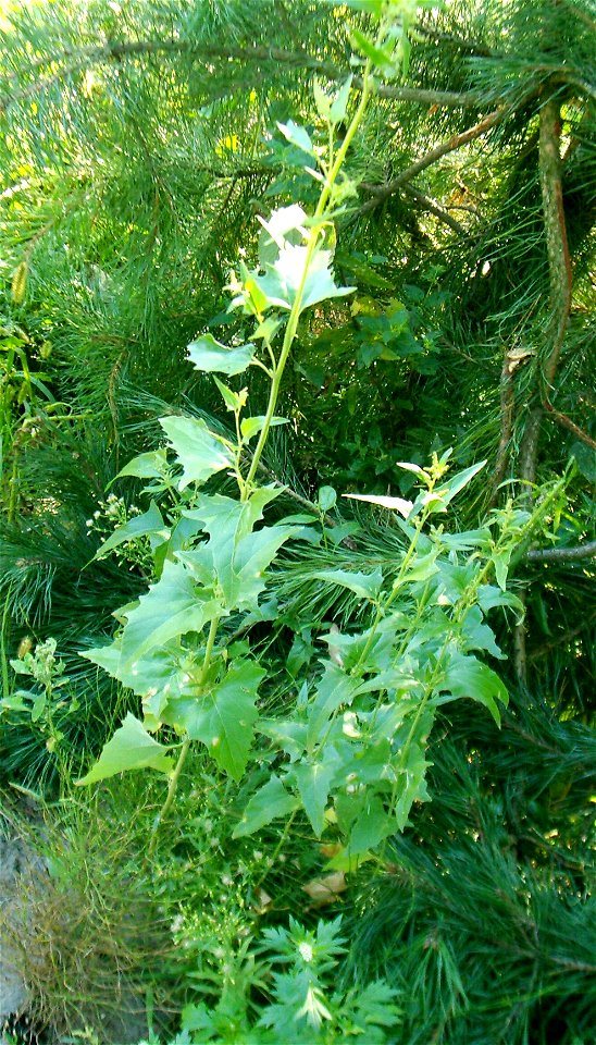 Atriplex sagittata (Syn. Atriplex nitens)