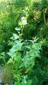 Atriplex sagittata (Syn. Atriplex nitens)