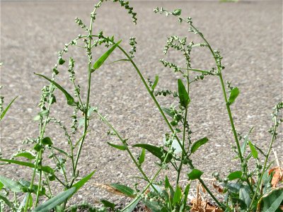 Glanz-Melde (Atriplex sagittata) - invasiv unter einer Brücke der A61 bei Hockenheim, ursprünglich aus Mittel- und Osteuropa (in Teilen Ostdeutschlands gilt sie als einheimisch)