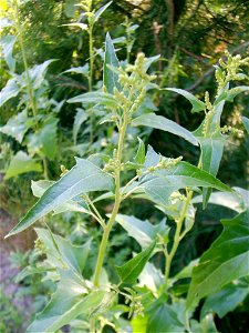 Atriplex sagittata  (Syn. Atriplex nitens)