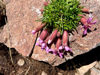 Dwarf Soapwort (Saponaria pumila)