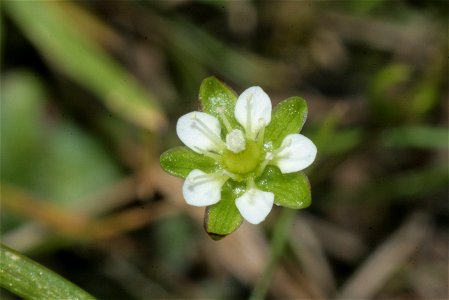 Sagina saginoides