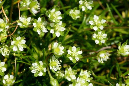 Sagina saginoides