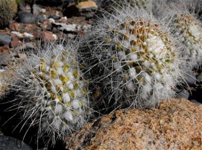 Mammillaria celsiana  at the Palomar College Arboretum, San Marcos, California, USA. Identified by sign.