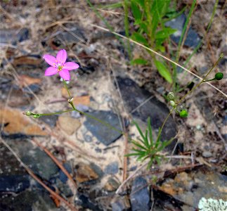 Phemeranthus parviflorus, high rock outcrops above banks of the Glover River at the confluence of east and west forks, McCurtian County, Oklahoma.