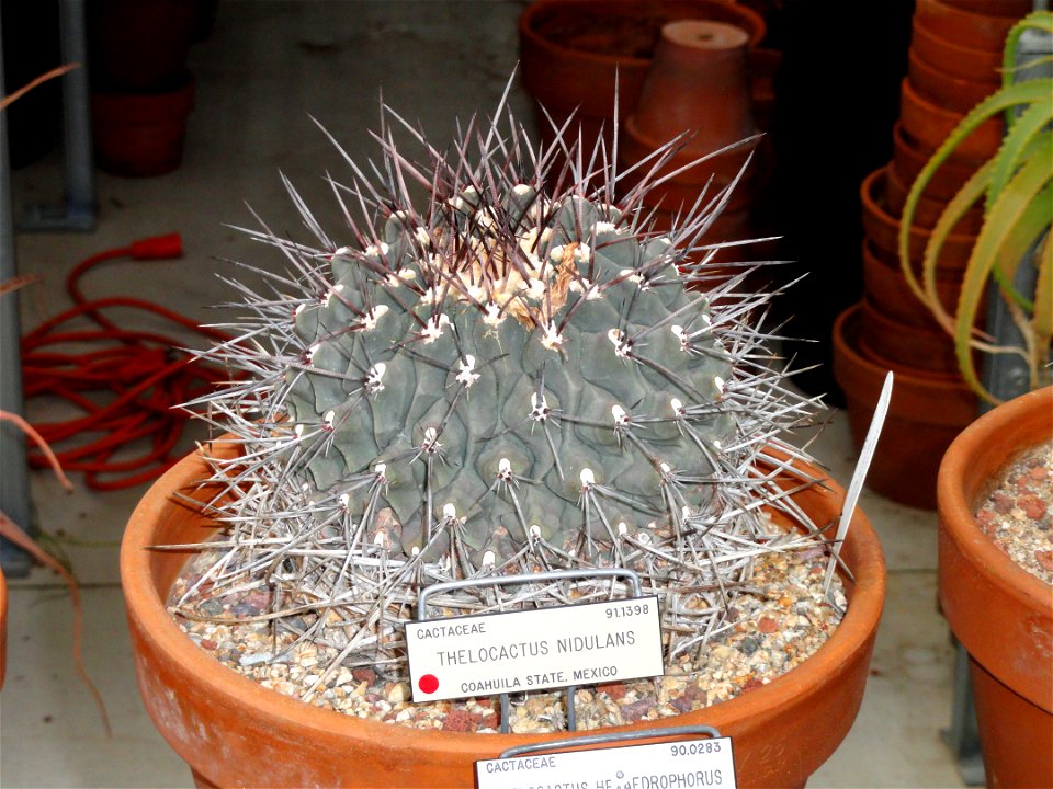 Thelocactus nidulans specimen in the University of California Botanical Garden, Berkeley, California, USA.