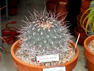 Thelocactus nidulans specimen in the University of California Botanical Garden, Berkeley, California, USA.