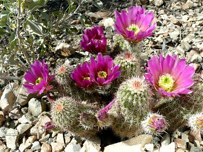 Echinocereus bonkerae, hedgehog cactus.  Taken at the Arizona Sonoran Desert Museum, Tucson, AZ