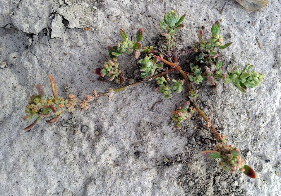 New Zealand fish guts plant (Chenopodium detestans)