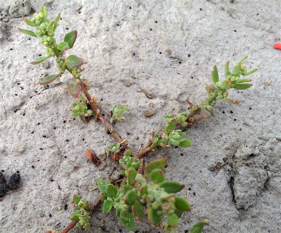 New Zealand fish guts plant (Chenopodium detestans)