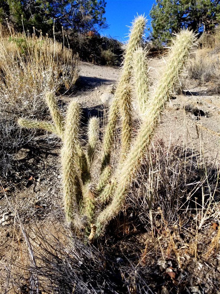 Cylindropuntia ganderi en Santa Rosa Wildlife Area, California
