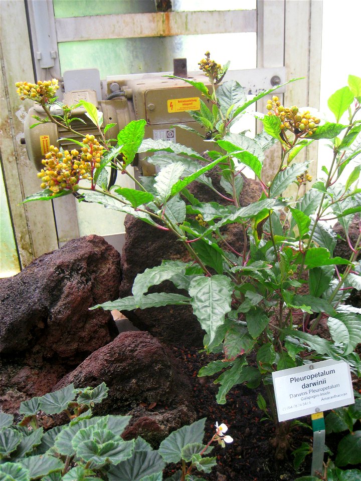 Pleuropetalum darwinii specimen in the Botanischer Garten, Berlin-Dahlem (Berlin Botanical Garden), Berlin, Germany.
