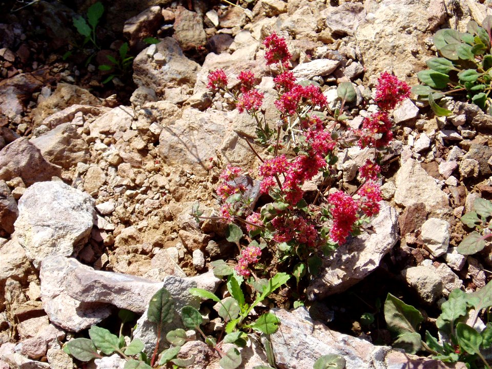 Eriogonum abertianum at Organ Pipe Cactus Nat'l Monument, Arizona, USA