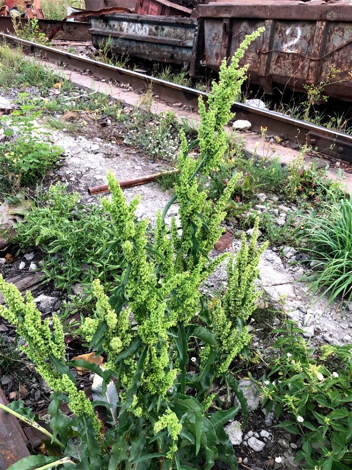 Field Dock (Rumex pseudonatronatus)