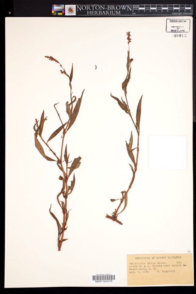 Persicaria_mitis