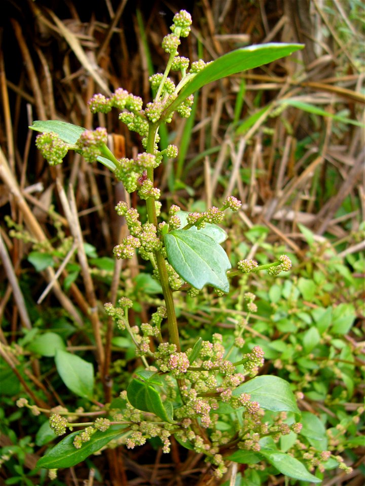 A high-resolution image of a Chenopodium chenopodioides plant showing flowers, leaves, and stems for use in the article.