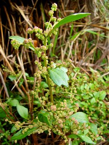 A high-resolution image of a Chenopodium chenopodioides plant showing flowers, leaves, and stems for use in the article.