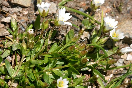 Cerastium cerastoides