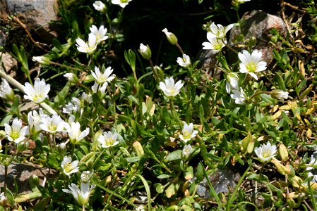 Cerastium cerastoides