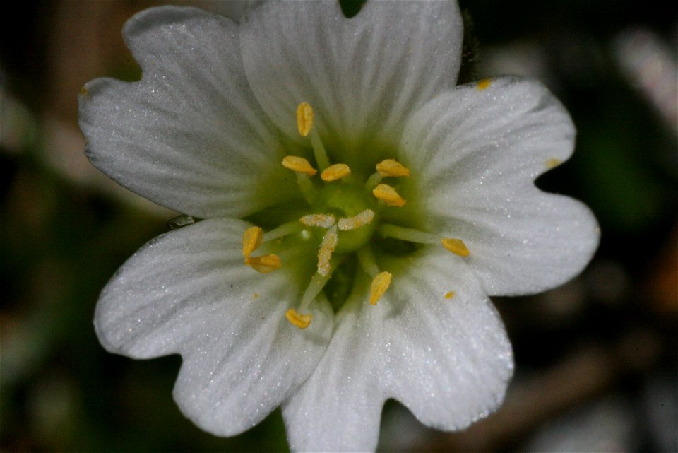 Cerastium cerastoides