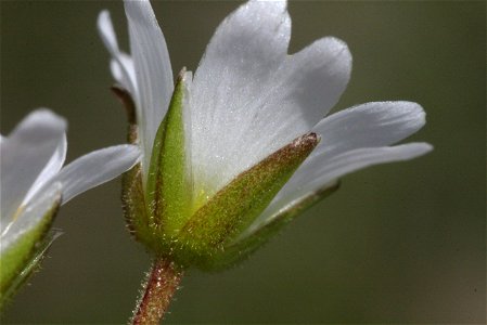 Cerastium cerastoides