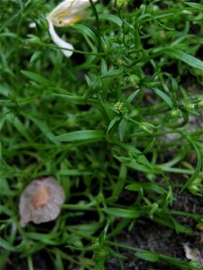 Stellaria fontinalis, Lower Howard's Creek, Clark County, Kentucky.