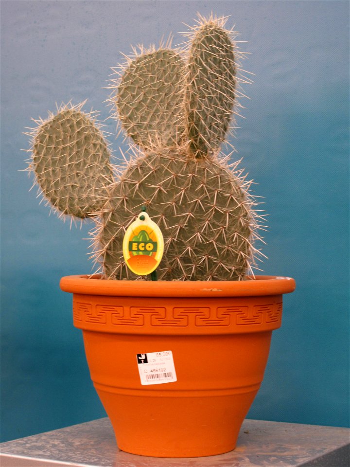 Opuntia pailana in a garden centre. Identified by its commercial botanic label.