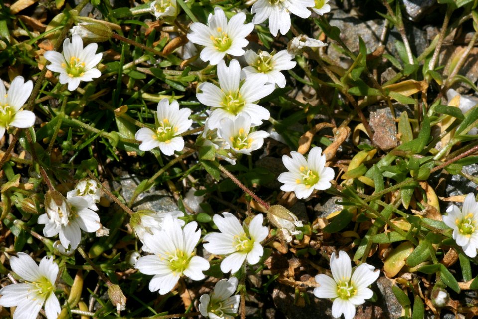 Cerastium cerastoides