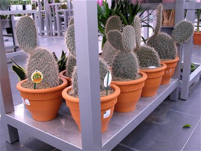 Opuntia pailana in a garden centre. Identified by its commercial botanic label.