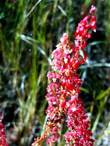 Rumex bucephalophorus, Dehesa Boyal de Puertollano, Spain