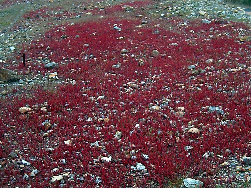 Rumex_bucephalophorus in Mestanza, Province of Ciudad Real, Spain