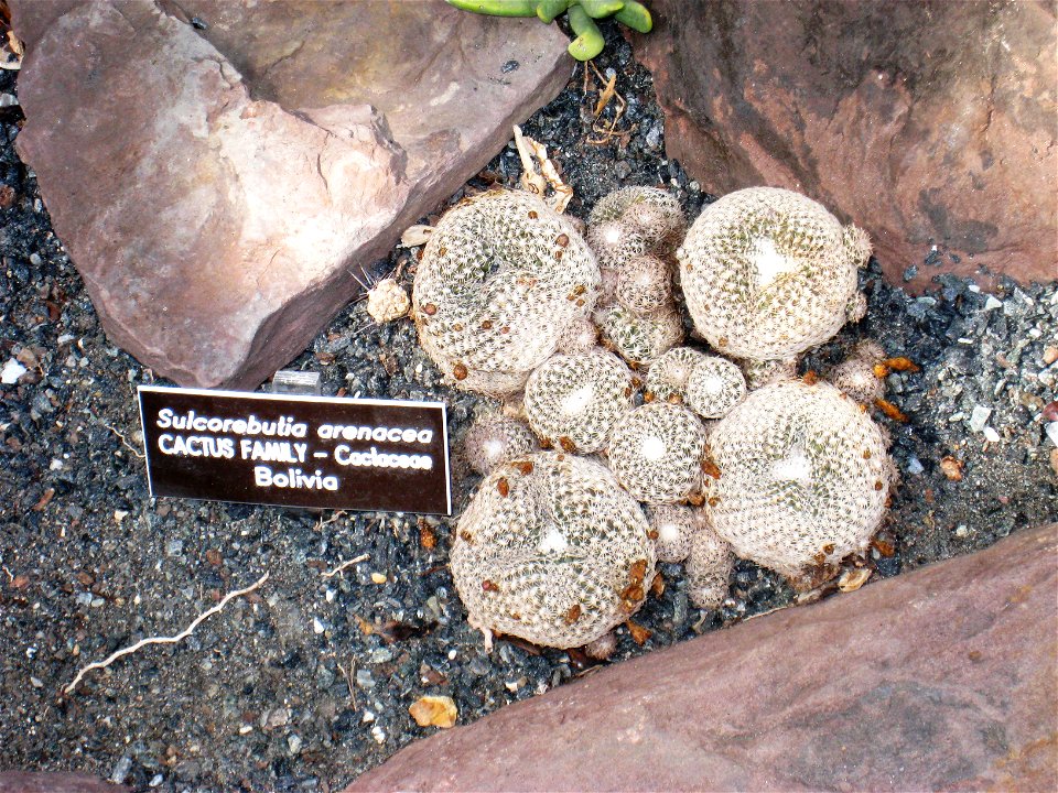 in the United States Botanic Garden, Washington, DC, USA.