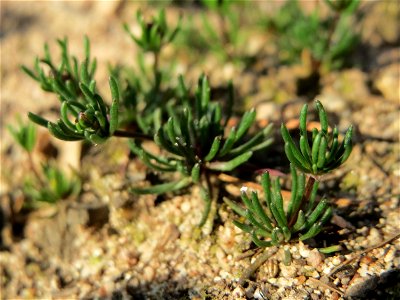 Der in Süddeutschland seltene Frühlings-Spark (Spergula morisonii) in der Schwetzinger Hardt