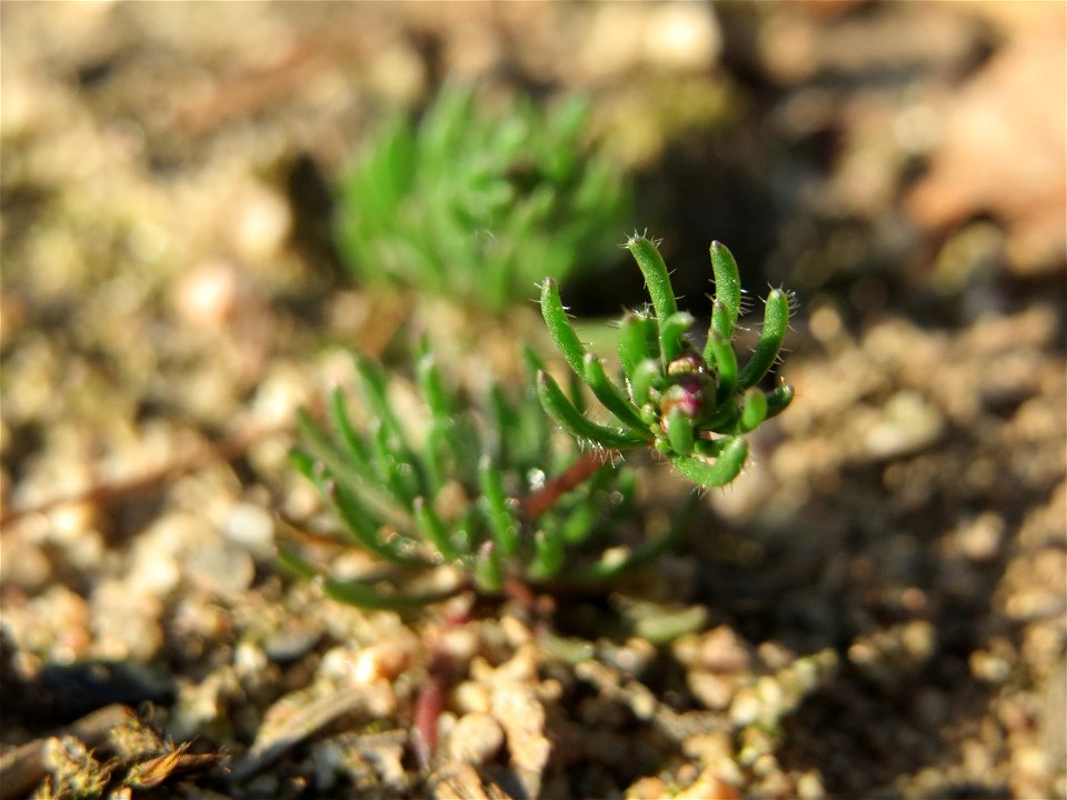 Der in Süddeutschland seltene Frühlings-Spark (Spergula morisonii) in der Schwetzinger Hardt