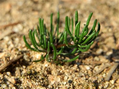 Der in Süddeutschland seltene Frühlings-Spark (Spergula morisonii) in der Schwetzinger Hardt