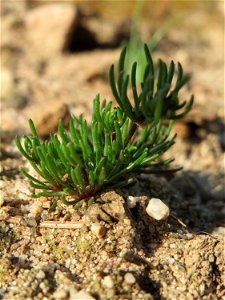 Der in Süddeutschland seltene Frühlings-Spark (Spergula morisonii) in der Schwetzinger Hardt