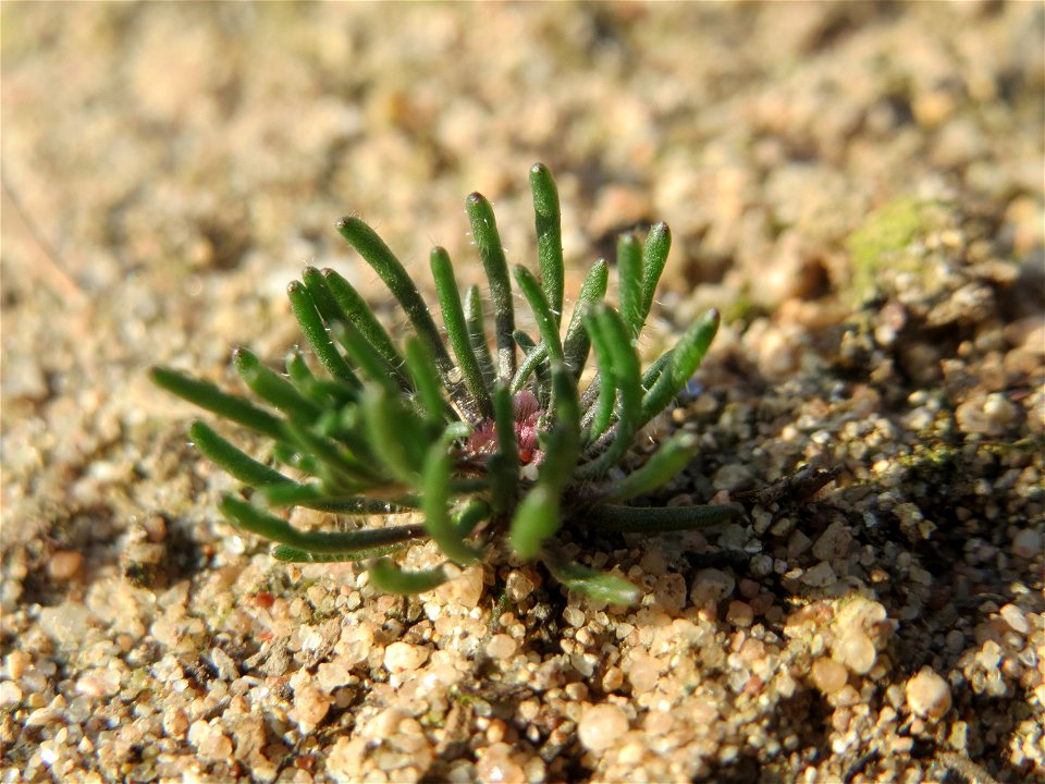 Der in Süddeutschland seltene Frühlings-Spark (Spergula morisonii) in der Schwetzinger Hardt
