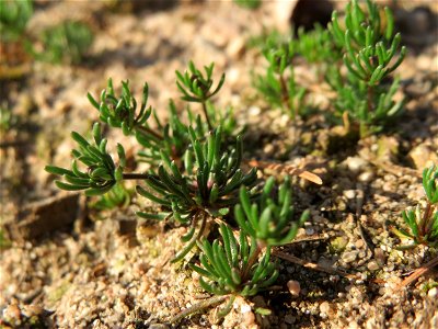 Der in Süddeutschland seltene Frühlings-Spark (Spergula morisonii) in der Schwetzinger Hardt