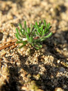 Der in Süddeutschland seltene Frühlings-Spark (Spergula morisonii) in der Schwetzinger Hardt