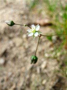 Der in Süddeutschland seltene Frühlings-Spark (Spergula morisonii) in der Schwetzinger Hardt