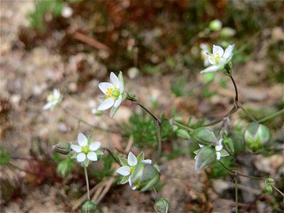 Der in Süddeutschland seltene Frühlings-Spark (Spergula morisonii) in der Schwetzinger Hardt